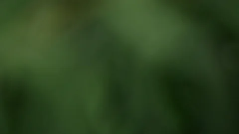 Greens close-up. Macro greens in defocus. branches of greenery with drops of dew Stock-Footage 106909807
