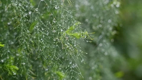 Greens close-up. Macro greens in defocus. branches of greenery with drops of dew Stock Footage 106909856