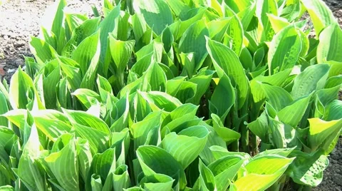 Greens 스톡 동영상 5363327