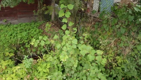 Greens Stock Footage 8652727