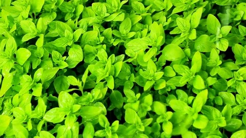 The greens in the garden in the rain Stock Footage 76466200
