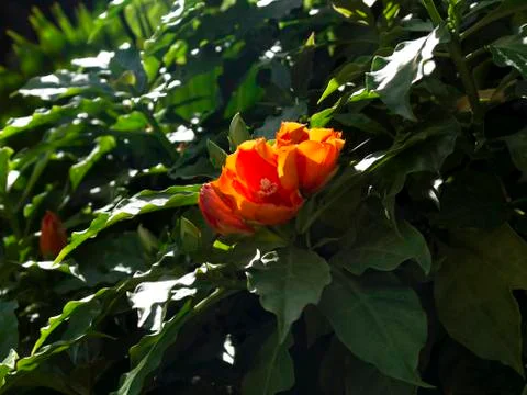 Greens hibiscus. Foto stock
