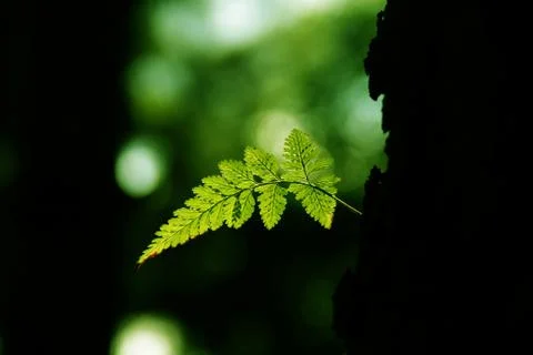 Greens Stock Photos