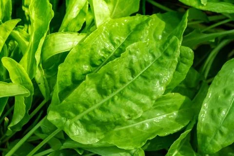 Greens Stock Photos