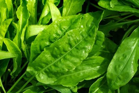 Greens Foto stock