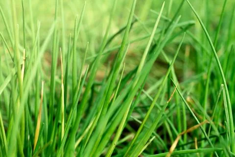 Greens Stock Photos