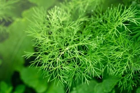 Greens Stock Photos