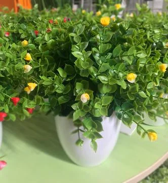 Greens 写真素材