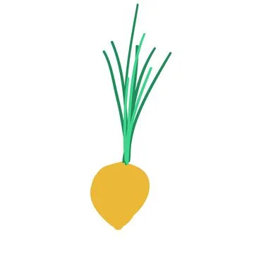 Greens root onion doodle style vector element. handdraw illustration Stock Illustration