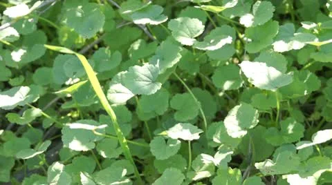 Greens in the wind 스톡 동영상 10728611