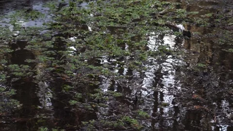 Greens in winter river - closeup Stock Footage 152668968