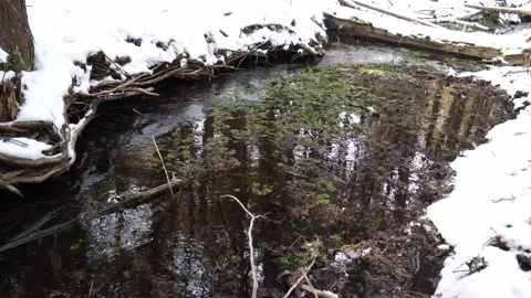 Greens in winter river Stock Footage 152668693