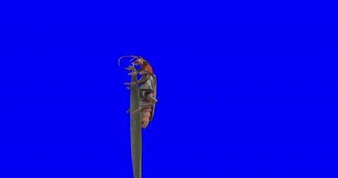 Greenscreen animal bettle 스톡 동영상 155973977