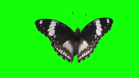 Greenscreen animals Fly of butterfly. Vidéo 147840619