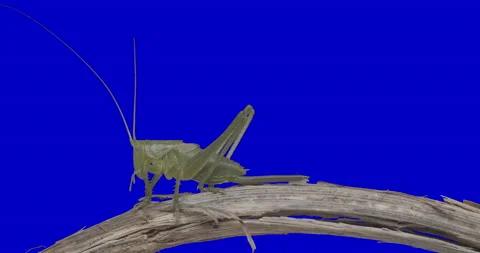 GreenScreen Animals Locust Vídeos de archivo 156821266