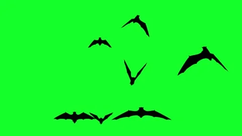 Greenscreen bat animation Stock Footage 312413835
