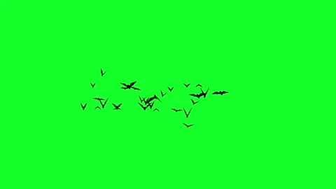 Greenscreen bat swarm animation Stock Footage 312413833