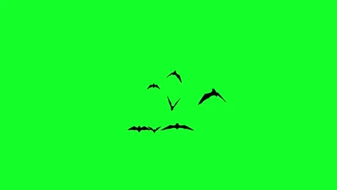 Greenscreen bat zoom in animation Stock Footage 312413831