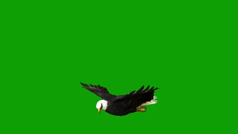 Greenscreen Eagle Pack Video stock 263605249