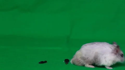 Greenscreen Hamster good for any products. Stock Footage