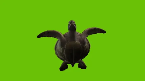 Greenscreen Turtle Stock Footage 307118920