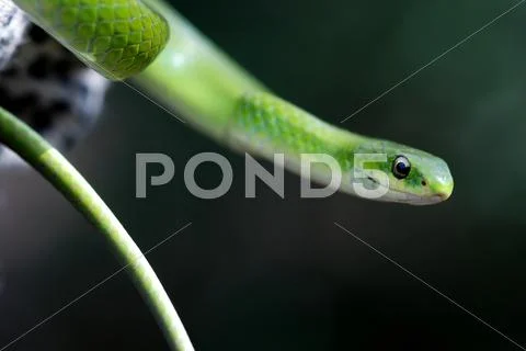 Greensnake close-up Stock Photos