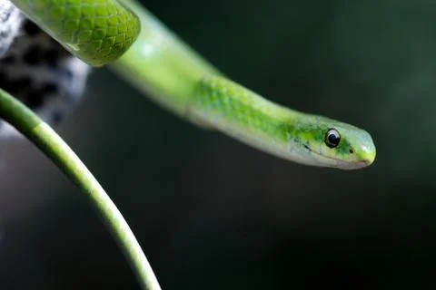 Greensnake close-up Stock Photos