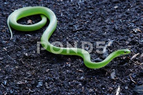 Greensnake on peat Stock Photos