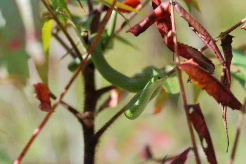 Greensnake in tree Stock Photos