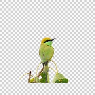 Greensparrow Stock Photos