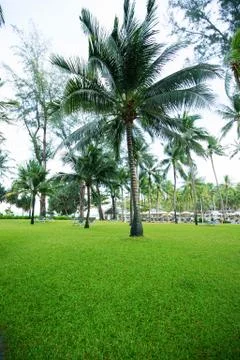 Greensward and coconut trees in the garden Stock Photos