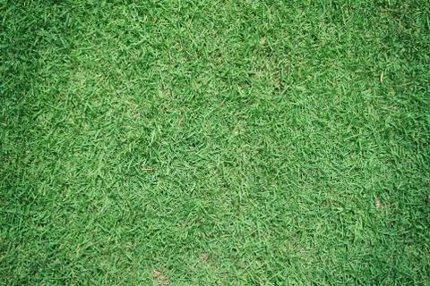 Greensward field background Stock Photos
