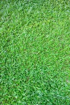 Greensward Stock Photos