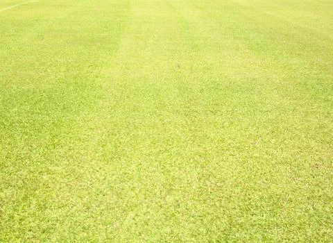 Greensward Foto stock