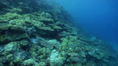 Greenthroat parrotfish feeding on pristine lagoon channel coral garden, Scarus 動画素材 61920351