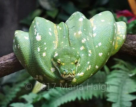 Green.tree.python.snake Foto stock