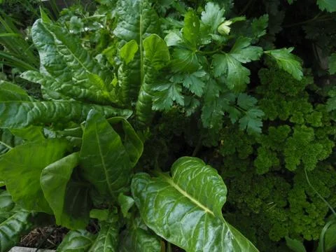 Greenvegetables 写真素材