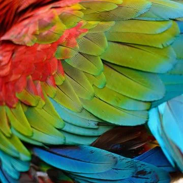 Greenwinged macaw feathers Stock Photos