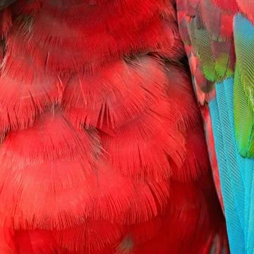 Greenwinged macaw feathers Stock Photos