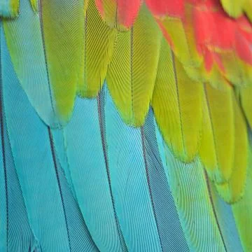 Greenwinged macaw feathers Stock Photos