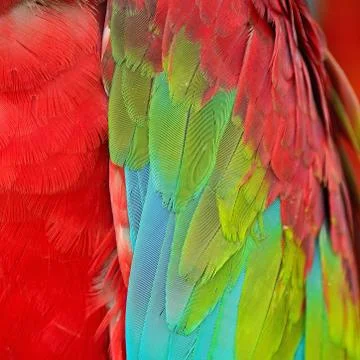 Greenwinged macaw feathers Stock Photos