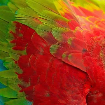 Greenwinged macaw feathers Stock Photos