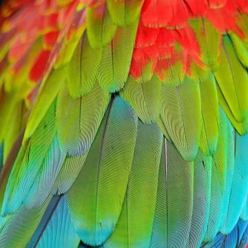 Greenwinged macaw feathers Stock Photos