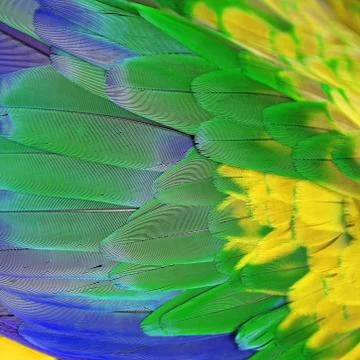 Greenwinged macaw feathers Stock Photos