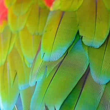 Greenwinged macaw feathers Stock Photos