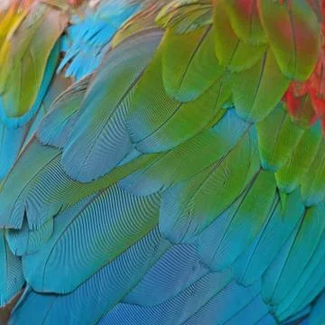Greenwinged macaw feathers Stock Photos