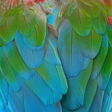 Greenwinged macaw feathers Stock Photos