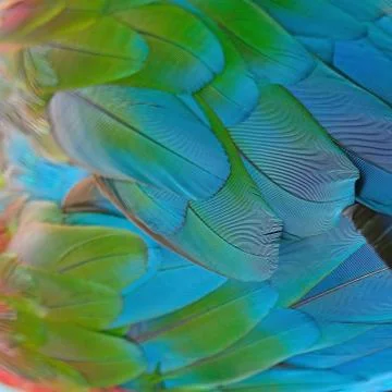 Greenwinged macaw feathers Stock Photos