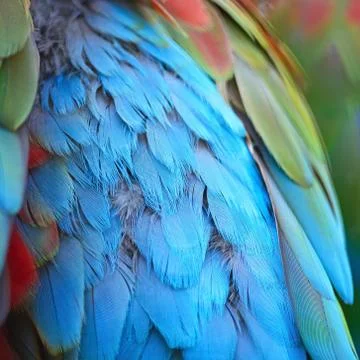 Greenwinged Macaw feathers Stock Photos