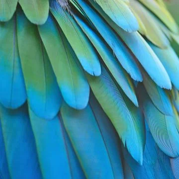 Greenwinged Macaw feathers Stock Photos